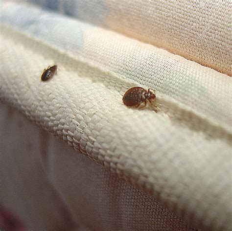 Bed Bug On Mattress Images